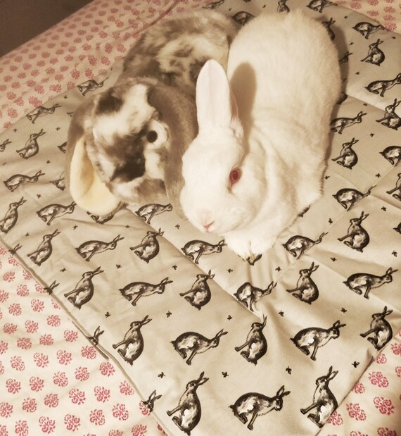 Are Rabbits Easier Than Dogs