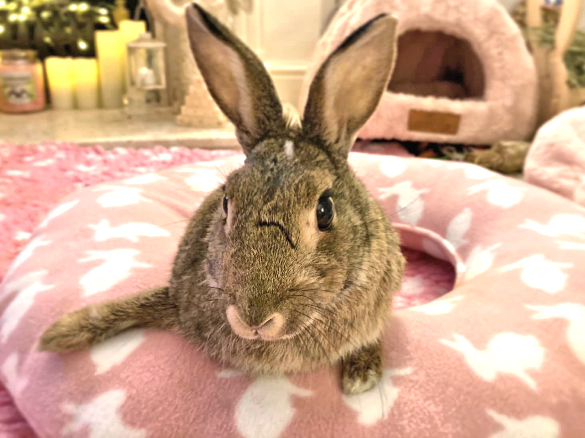 pet rabbit bed