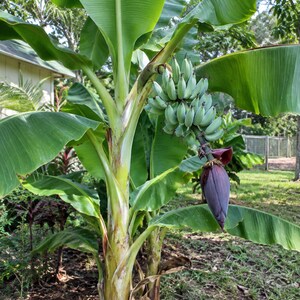 Ice Cream Banana Tree – Blue Java Live Musa Banana