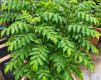 Plante de feuilles de curry vivantes (Murraya koenigii) | Herbe aromatique culinaire (en pot)
