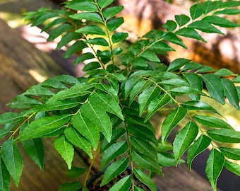 Curry Leaf Plant (Murraya koenigii) | Aromatic Culinary Herb (Potted)