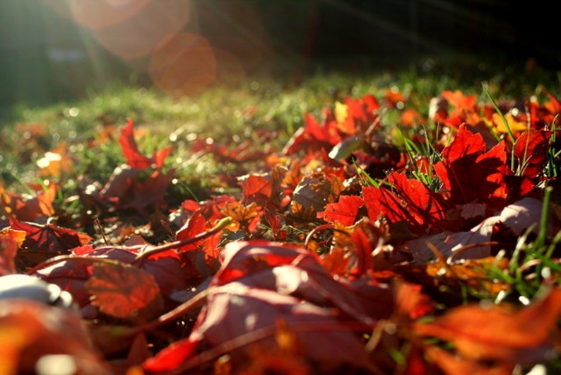 ground level // Overland Park, KS // Fall // Autumn // leaves // grass // nature // fine art print // 8x10 image 1