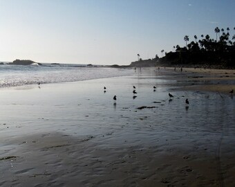 bird sanctuary // Laguna Beach, CA // beach // ocean // birds // blue