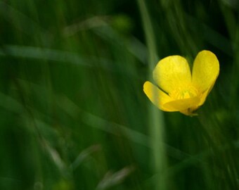 undisturbed // Wicklow, Ireland // nature // flowers // yellow // green // travel photography