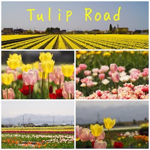 以下が含まれることがあります： 黄色いチューリップの列が並ぶ畑と、黄色い文字でTulip Roadと書かれた空のコラージュ画像。他のパネルには、黄色、ピンク、赤のチューリップのクローズアップと、背景に山々が写っている様子が収められています。