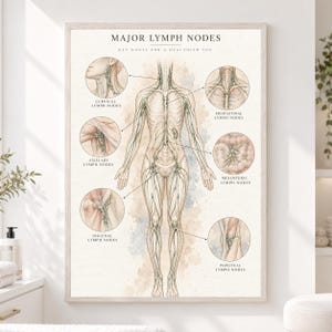 May include: A medical educational poster titled MAJOR LYMPH NODES, KEY NODES FOR A HEALTHIER YOU. It features a central anatomical human figure with highlighted green lymphatic vessels and six circular diagrams detailing cervical, mediastinal, axillary, mesenteric, inguinal, and popliteal lymph nodes.