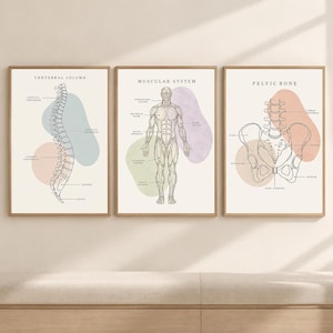 May include: A set of three framed anatomical wall art prints featuring black line drawings on a cream background. The prints are titled Vertebral Column, Muscular System, and Pelvic Bone, each accented with soft-colored abstract shapes.