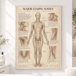 May include: A medical educational poster titled Major Lymph Nodes featuring a central human figure with highlighted lymphatic pathways and detailed anatomical diagrams of cervical, axillary, inguinal, supraclavicular, epitrochlear, and popliteal nodes.