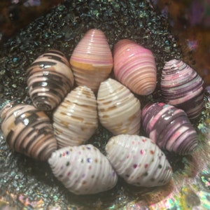 Dynamische Duos Rolled Paper Beads Assorted Jumbo 1 ”: 10er-Set