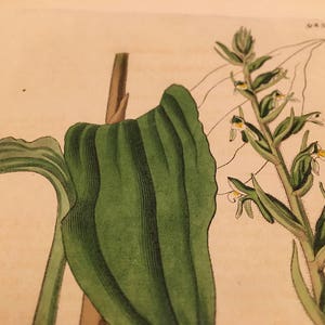 Antique Vintage Original 1826 Vintage Botanical Print Flower Hand Colored Engraving etching signed letterpress wall art gallery wall