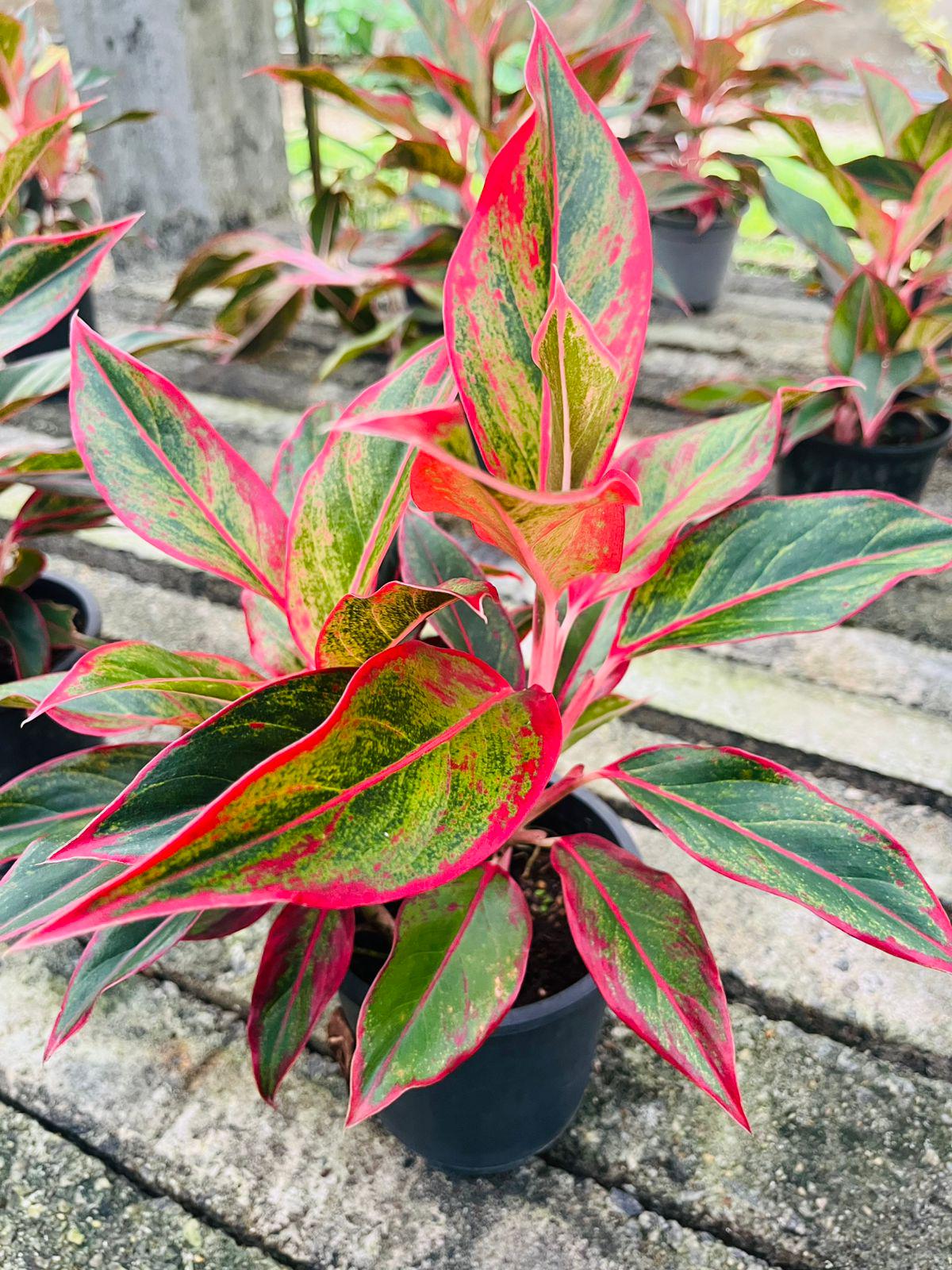 Aglaonema stripes - Etsy 日本