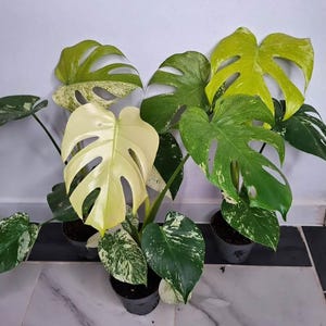 Monstera green snow - Etsy 日本