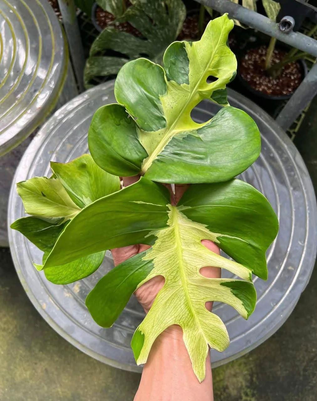 Philodendron erubescens - Etsy 日本