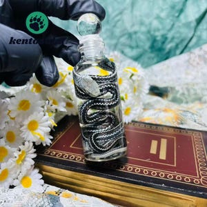 May include: A clear glass roller bottle containing a preserved black and white patterned snake. The bottle features a spherical glass topper and is positioned upright. The snake is coiled inside the transparent vessel, showing its scales and head.