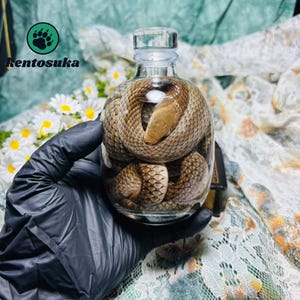Könnte beinhalten: Eine klare Glasflasche mit einer zusammengerollten braunen Schlange, die in Flüssigkeit konserviert ist. Die Flasche hat einen runden Körper und einen schmalen Hals. Der Text 'kentosuka' und ein kreisförmiges Logo mit Pfotenabdruck sind sichtbar.