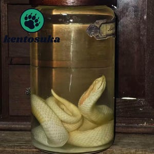 Peut inclure: Un bocal en verre transparent avec un couvercle en bois foncé contenant un serpent jaune pâle conservé dans du liquide. Le bocal présente une étiquette décorative et un logo circulaire avec une empreinte de patte et le texte kentosuka.