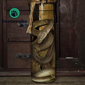 May include: A clear glass cylinder containing a preserved brown snake coiled inside. The top of the glass is wrapped in natural jute twine with black wax drips. The text kentosuka and a green paw print logo are visible on the left side.