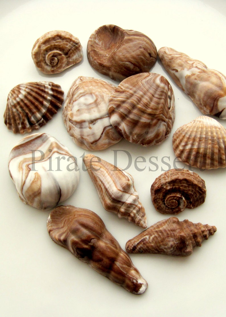 12 Shells Chocolate Swirl Cupcake toppers -CANDY SEA SHELLS -Under the Sea -Fondant Cupcake Toppers mixed Size Edible cake decorations