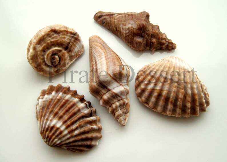 12 Shells Chocolate Swirl Cupcake toppers -CANDY SEA SHELLS -Under the Sea -Fondant Cupcake Toppers mixed Size Edible cake decorations