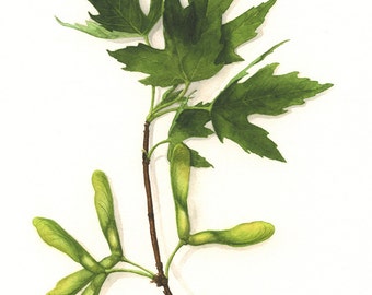 Silver Maple Botanical Watercolour Print