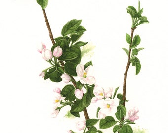 Apple Blossom Botanische Aquarel Print