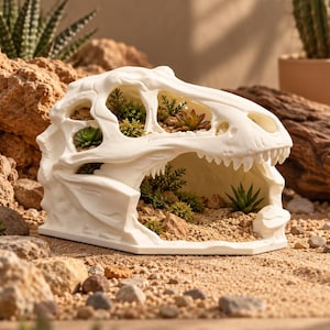 Puede incluir: Una maceta blanca con forma de cráneo de dinosaurio, que presenta una estructura ósea detallada con dientes dentados. Las aberturas superiores e interiores están llenas de pequeñas suculentas verdes, musgo y grava clara, creando un jardín.