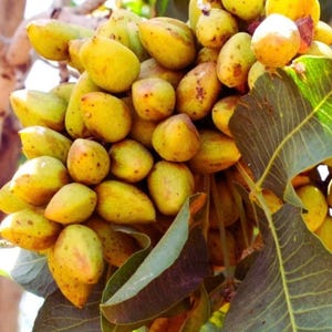 Pode incluir: Um denso cacho de pistácios crus e por descascar pendurados num ramo. As cascas de forma ovalada exibem um gradiente de tons amarelos, verde-claros e bronzeados com pequenas manchas castanhas. Várias folhas nervuradas verde-escuras são visíveis.