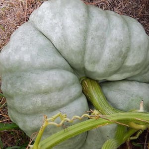 Triamble Blå Pumpa | Australisk Heirloom Vinterpumpa | 20 Frön