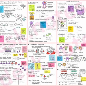 Peut inclure: Un guide d'étude éducatif à plusieurs panneaux sur les macromolécules, présentant des illustrations dessinées à la main de structures chimiques, de phospholipides, de bases d'ADN et un hippopotame en pull violet, avec du texte manuscrit.