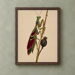 Puede incluir: Una lámina de arte enmarcada con una ilustración detallada de una mantis religiosa verde con alas rojas y azules posada sobre un tallo fino con gotas de agua y una vaina oscura, sobre un fondo beige claro en un marco de madera oscura.