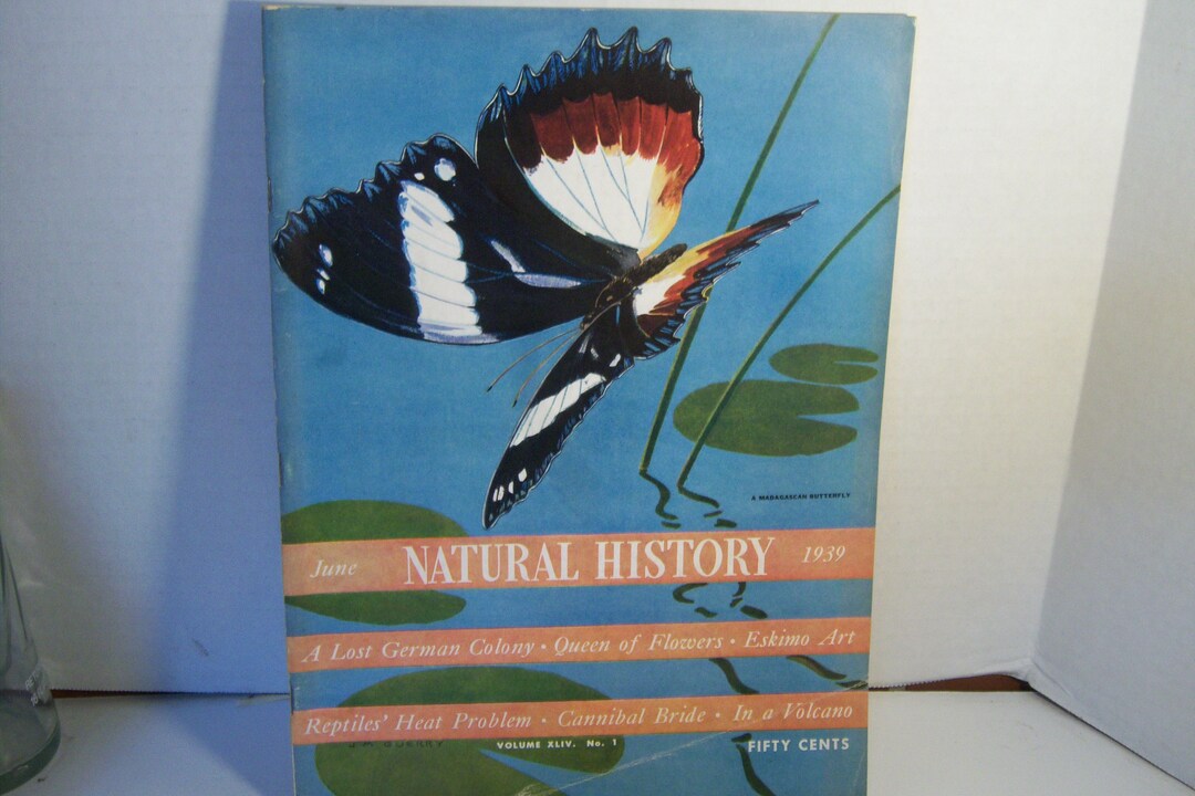 Joe Guerry 1939 June Natural History Madagascan Butterfly Joseph M Guerry African ...