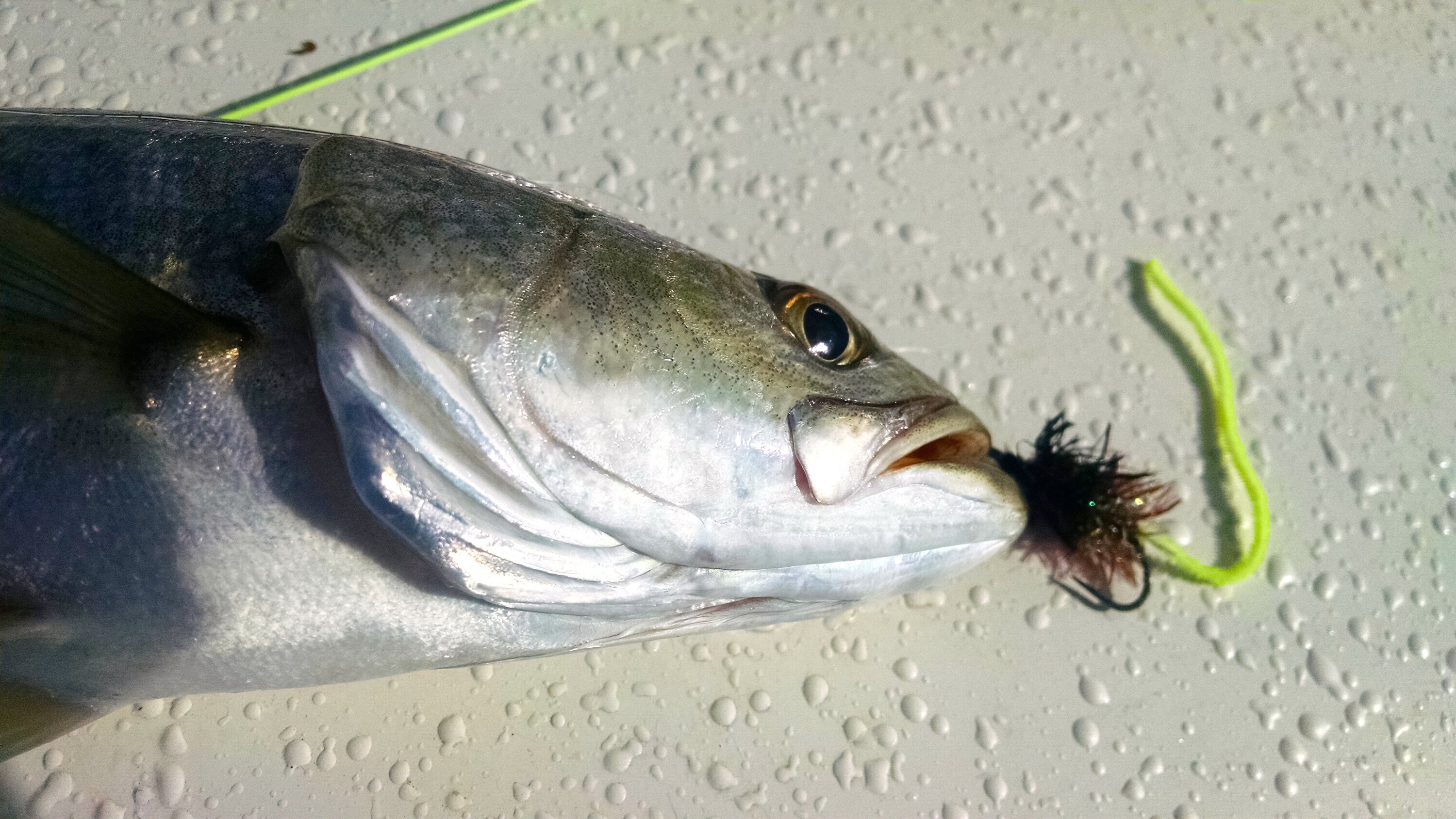 Qty. 2 Dirty Harry OBX Fishing Flies Etsy