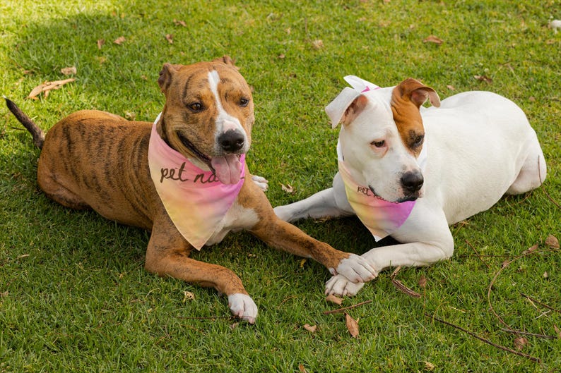 Gradient Bandanas Personalized Pink Pet Bandana - Adjustable Clip-on Collar Accessory/dog ...