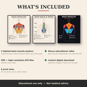 May include: Three educational posters displaying back muscle anatomy with labels. The set includes a superficial layer diagram, a deep back and spine chart, and a colour-coded muscle guide. Text includes WHAT'S INCLUDED, BACK MUSCLES, and DEEP BACK & SPINE.