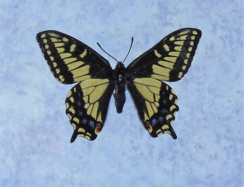 Anise Swallowtail Butterfly ArtTaxidermy