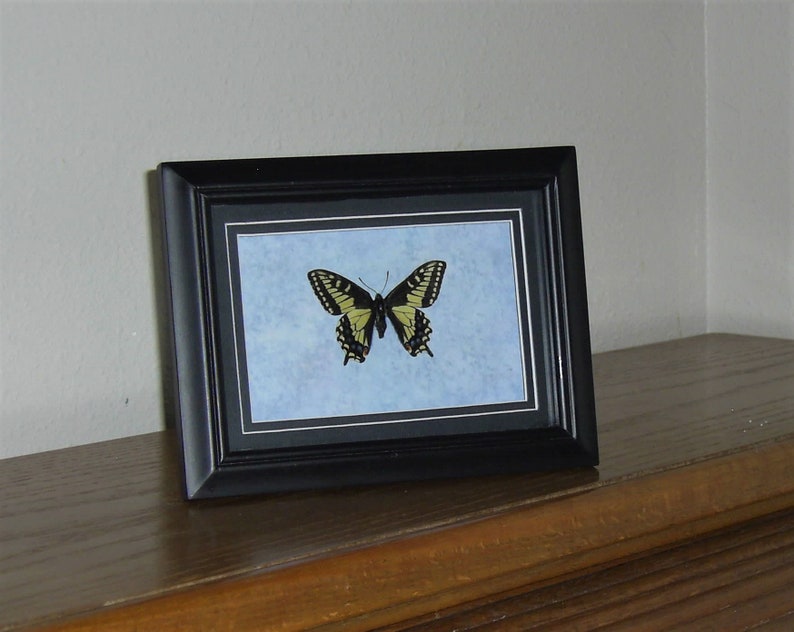 Anise Swallowtail Butterfly ArtTaxidermy