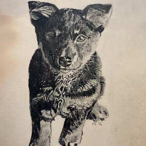 May include: A charcoal drawing on light paper depicting a puppy with dark fur and pointed ears. The puppy is shown from the chest up, facing forward with a curious expression. The artist's signature and the date 26 are visible in the bottom right corner.
