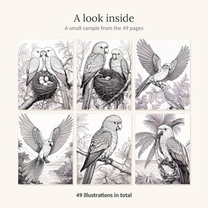 Puede incluir: Una colecci&oacute;n de p&aacute;ginas para colorear con seis ilustraciones en blanco y negro de loros en entornos tropicales. El texto dice A look inside, A small sample from the 49 pages y 49 illustrations in total. Los dibujos muestran aves.