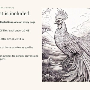 May include: A digital colouring book page featuring a detailed black and white line drawing of a rooster with long tail feathers in a landscape. Text includes: Calm Kids Sensory, What is included, 49 illustrations, 3 PDF files under 20 MB, 8.5 x 11 in.