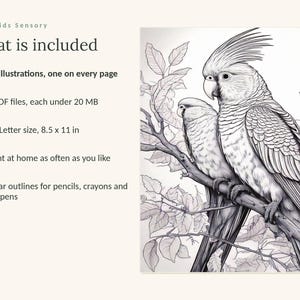 Puede incluir: Un libro de colorear digital titulado Calm Kids Sensory con 49 ilustraciones, 3 archivos PDF de menos de 20 MB y tama&ntilde;o US Letter de 8.5 x 11 pulgadas. La imagen muestra un dibujo lineal en blanco y negro de dos cacat&uacute;as en una rama.