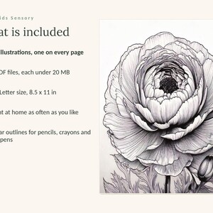 May include: A digital coloring book titled Calm Kids Sensory featuring 99 illustrations, 4 PDF files, and US Letter size 8.5 x 11 in pages. The image displays a detailed black and white line drawing of a large, multi-petaled ranunculus flower.