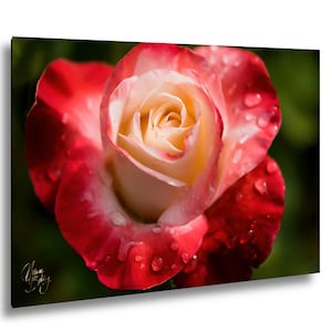 Peut inclure: Une rose unique avec un centre blanc crème qui se transforme en bords rouge vif sur les pétales extérieurs. De nombreuses gouttelettes d'eau claires sont dispersées sur la surface des pétales. La signature Nolan Blibbling est visible.
