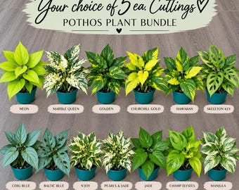 May include: A collection of 13 potted pothos plant varieties labeled Neon, Marble Queen, Golden, Churchill Gold, Hawaiian, Skeleton Key, Cebu Blue, Baltic Blue, N'Joy, Pearls & Jade, Jade, Champ Elysees, and Manjula. Text reads: Your choice of 5 ea. Cuttings POTHOS PLANT BUNDLE.
