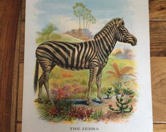 The Zebra - Antique Original 1902 Chromolithograph Print - McLoughlin Brothers Publishers