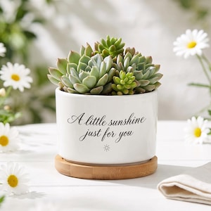 Puede incluir: Una maceta de cerámica blanca que contiene un grupo de suculentas verdes. La maceta presenta el texto negro A little sunshine just for you con un pequeño icono de sol debajo. Se asienta sobre un platillo circular de madera de bambú.