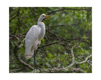 May include: A great egret with white plumage, a long slender neck, and a sharp yellow-orange beak standing on one leg upon a lichen-covered tree branch. The bird is positioned in profile, displaying its dark, thin leg and smooth white feathers.