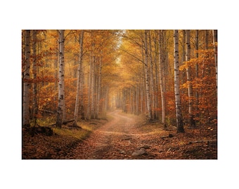 May include: A dirt path winds through a dense forest of tall birch trees with white bark. The ground is covered in fallen orange and brown leaves, and the canopy above is filled with vibrant golden foliage during the autumn season.