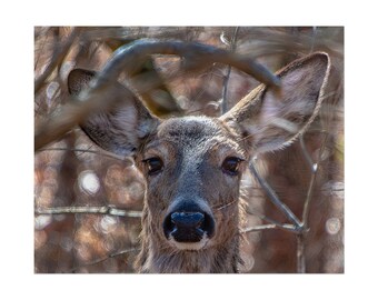 May include: A deer with brown fur and large, alert ears looking directly forward. The animal is positioned behind thin, out-of-focus branches that create a soft, blurred effect around its head, highlighting its dark eyes and wet nose.