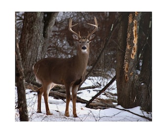 May include: A white-tailed deer with large antlers stands in a snowy forest. The deer has a brown coat and is positioned between dark tree trunks. The ground is covered in white snow, and the surrounding woods are filled with bare branches.