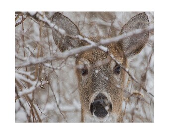 May include: A brown deer with large ears and dark eyes looking forward, partially obscured by thin, snow-covered branches during a light snowfall. The deer's fur is textured and speckled with small white snowflakes, and its nose is dark and prominent.